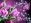  «Мозаика алмазная "Розовые тюльпаны" 15*20 см., 17 цветов»