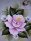  «Мозаика алмазная "Винтажная роза" 15*20 см., 17 цветов»